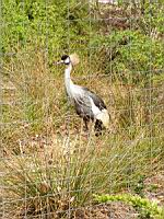 Grue demoiselle de Numidie, Demoiselle crane, Anthropoides virgo (Photo F. Mrugala) (1)